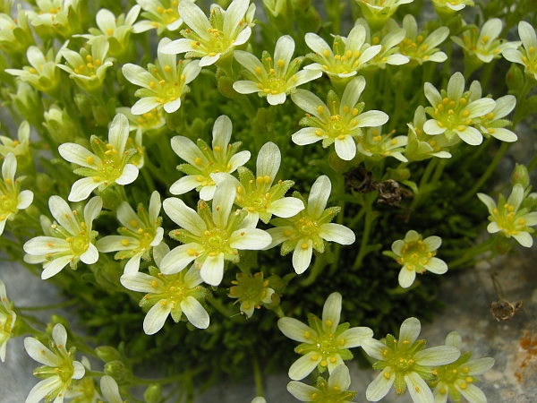saxifraga exarata / Sassifraga solcata